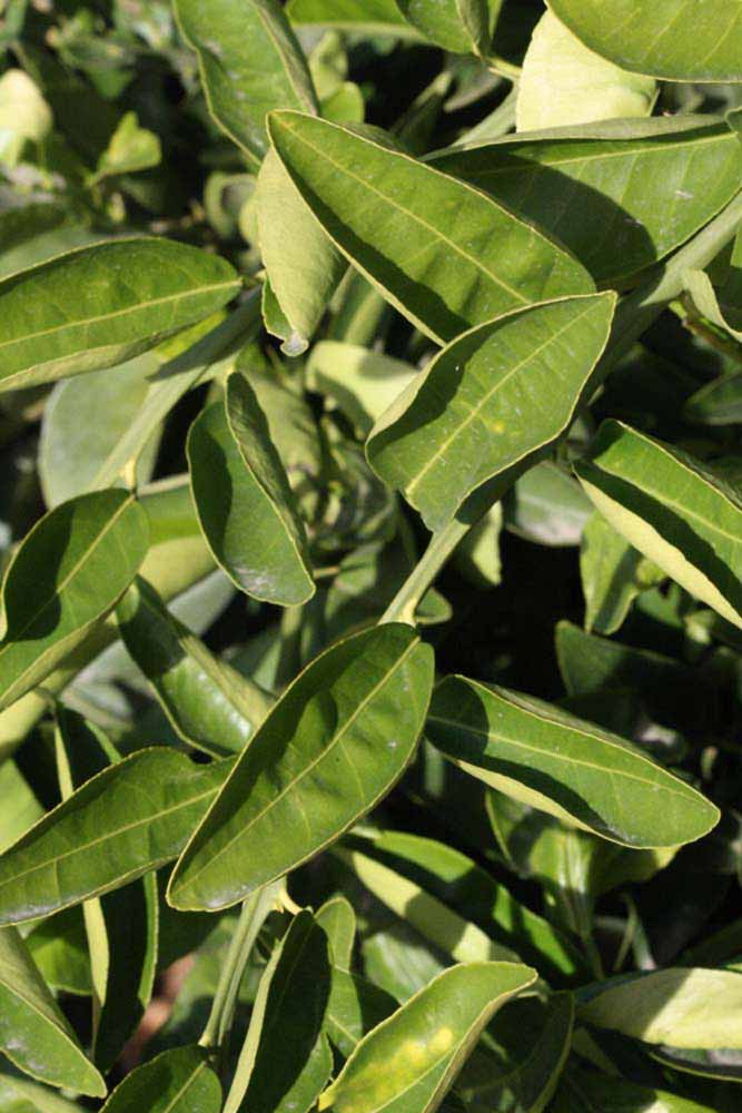            Sun leaves (Riverside, CA)   